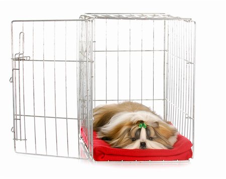 dog and kennel - shih tzu puppy laying in open dog crate with reflection on white background Stock Photo - Budget Royalty-Free & Subscription, Code: 400-04818238