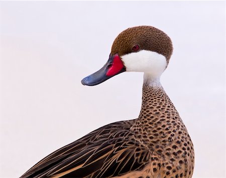 White-cheeked pintail or Bahama Duck on white sandy beach on St Thomas in US Virgin Islands Stock Photo - Budget Royalty-Free & Subscription, Code: 400-04818639