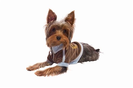 simsearch:400-04185637,k - yorkshire terrier lying on floor wearing jacket isolated on white Stock Photo - Budget Royalty-Free & Subscription, Code: 400-04819074