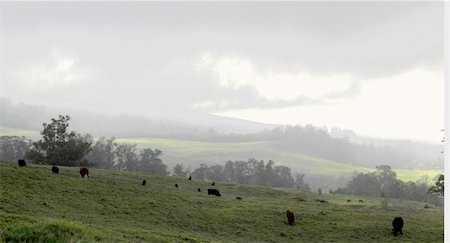 simsearch:400-05151981,k - The cows grazed on a slope. A mountain slope, with grazed cows, early in the morning and the sun making the way through a fog. Foto de stock - Super Valor sin royalties y Suscripción, Código: 400-04819351