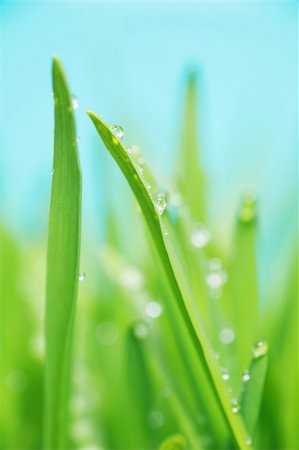 simsearch:400-05362449,k - close up of vivid fresh green grass Stock Photo - Budget Royalty-Free & Subscription, Code: 400-04819622