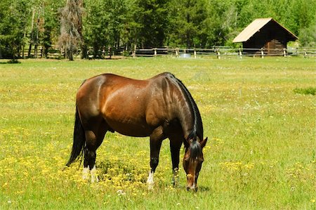 simsearch:400-05745462,k - Stallion grazing in a pasture at the foot of the Tetons mountains in Wyoming Stock Photo - Budget Royalty-Free & Subscription, Code: 400-04810008