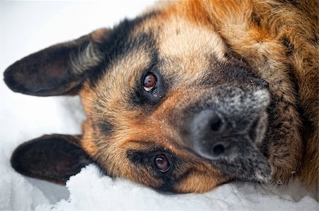 simsearch:400-05200802,k - Portrait of german shepherd in snow Stock Photo - Budget Royalty-Free & Subscription, Code: 400-04811276