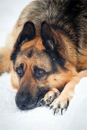 simsearch:400-05200802,k - Portrait of german shepherd in snow Stock Photo - Budget Royalty-Free & Subscription, Code: 400-04811279
