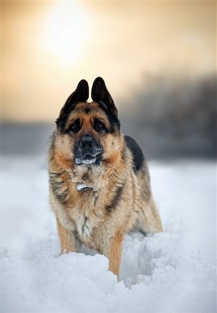 simsearch:400-05200802,k - Portrait of german shepherd in snow Stock Photo - Budget Royalty-Free & Subscription, Code: 400-04811280