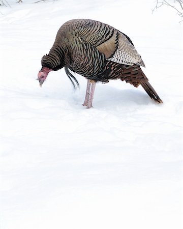 drake - Male wild turkey standing in winter snow. Stock Photo - Budget Royalty-Free & Subscription, Code: 400-04811652