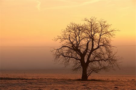 Lonely tree on the field in the mist at sunrise Stock Photo - Budget Royalty-Free & Subscription, Code: 400-04811897