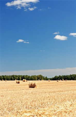 simsearch:400-05386603,k - Wheat Haystacks after the harvest. Summer. Stock Photo - Budget Royalty-Free & Subscription, Code: 400-04812392