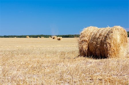 simsearch:400-05386603,k - Wheat Haystacks after the harvest. Summer. Stock Photo - Budget Royalty-Free & Subscription, Code: 400-04812393