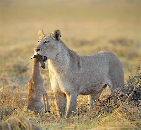 simsearch:400-04836462,k - A lioness with new-born antelope prey. The lioness goes on savanna and bears the killed kid of an antelope. A yellow grass. The morning sun. Foto de stock - Super Valor sin royalties y Suscripción, Código: 400-04813307