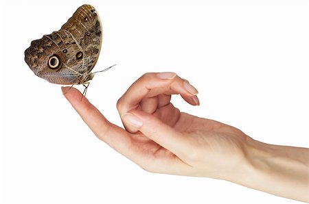butterfly on finger isolated on white background Stock Photo - Budget Royalty-Free & Subscription, Code: 400-04813348