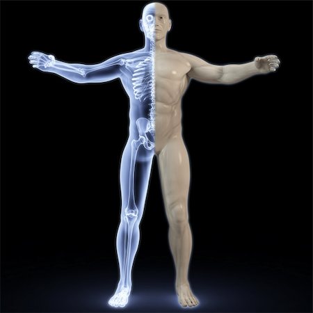 part of the male body under X-rays. 3d image. Stock Photo - Budget Royalty-Free & Subscription, Code: 400-04813743