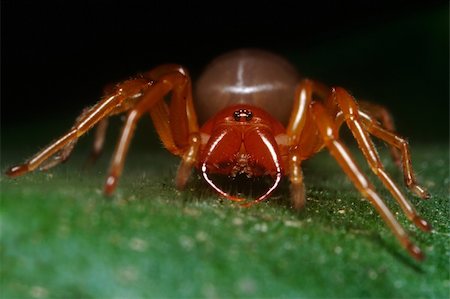 simsearch:400-04698964,k - portrait of the dysdera spider on the leaf Photographie de stock - Aubaine LD & Abonnement, Code: 400-04824886