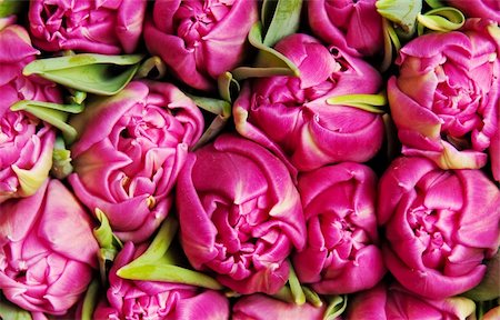 simsearch:400-04808821,k - beautiful pink double tulips, background, Foto de stock - Super Valor sin royalties y Suscripción, Código: 400-04825307