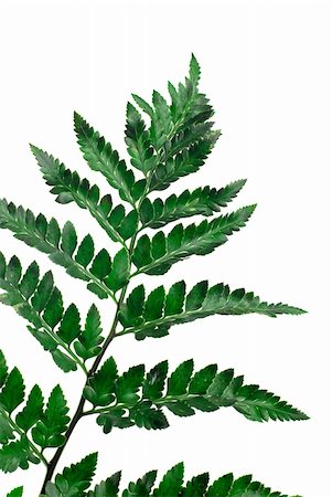 simsearch:400-04701752,k - Fern leaf isolated on white background. Photographie de stock - Aubaine LD & Abonnement, Code: 400-04825490