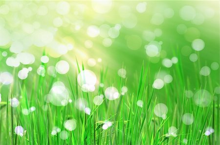 simsearch:400-06141235,k - beautiful fresh grass and light reflect in morning Stock Photo - Budget Royalty-Free & Subscription, Code: 400-04829187