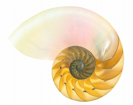 fossil - Detailed photo of a halved backlit  shell of a chambered nautilus (Nautilus pompilius) isolated on white Stock Photo - Budget Royalty-Free & Subscription, Code: 400-04829607