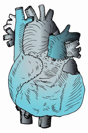 Heart Medical Illustration Stock Photo - Budget Royalty-Free & Subscription, Code: 400-04821518