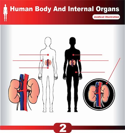 simsearch:400-04178497,k - Human Internal Organs vector Kidney Stock Photo - Budget Royalty-Free & Subscription, Code: 400-04821519