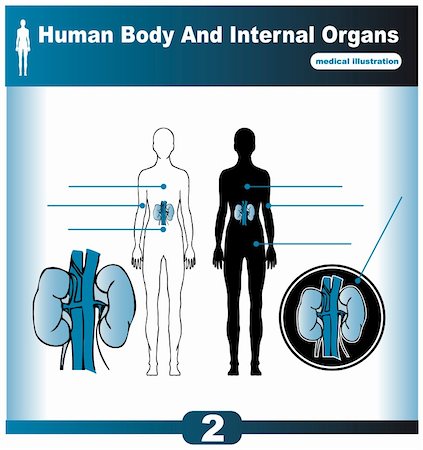 simsearch:400-04178497,k - Human Internal Organs vector Kidney Stock Photo - Budget Royalty-Free & Subscription, Code: 400-04821520