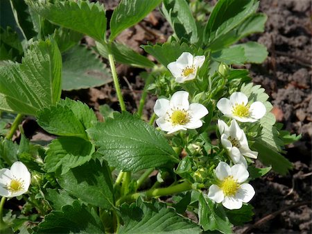 summerhouse - Blooming garden strawberries. Growing grapes in the open field Stock Photo - Budget Royalty-Free & Subscription, Code: 400-04822040