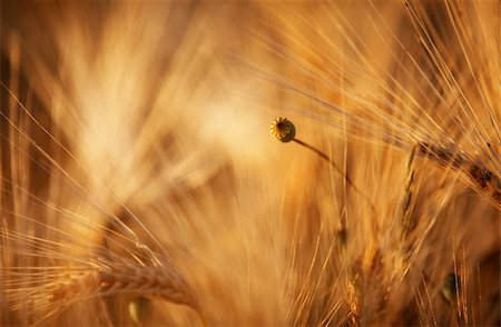 simsearch:400-05311898,k - Fields of Wheat at the end of summer fully ripe Stock Photo - Budget Royalty-Free & Subscription, Code: 400-04822240