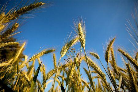 simsearch:400-05311898,k - Fields of Wheat at the end of summer fully ripe Stock Photo - Budget Royalty-Free & Subscription, Code: 400-04822252