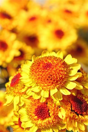 simsearch:400-05671297,k - yellow flower close up at day Stock Photo - Budget Royalty-Free & Subscription, Code: 400-04822717