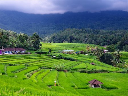 Balinese rice terraces Stock Photo - Budget Royalty-Free & Subscription, Code: 400-04822986