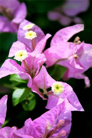 simsearch:400-04808821,k - Purple flowers on a hot sunny day Foto de stock - Super Valor sin royalties y Suscripción, Código: 400-04823899