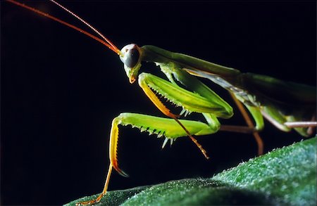 flower mantis - portrait of praying mantis on the leaf Stock Photo - Budget Royalty-Free & Subscription, Code: 400-04834333