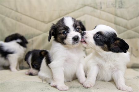 simsearch:400-06641109,k - Little Puppies Papillon play on the sofa Stock Photo - Budget Royalty-Free & Subscription, Code: 400-04834538