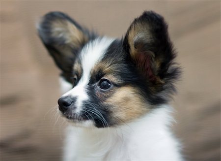 simsearch:400-08402912,k - Puppy Papillon. Portrait on a brown background Stock Photo - Budget Royalty-Free & Subscription, Code: 400-04834803