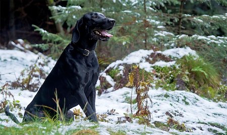 simsearch:400-06392340,k - Black dog sitting in the forest enjoying the first snow. Stock Photo - Budget Royalty-Free & Subscription, Code: 400-04836039