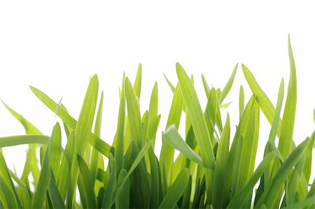 simsearch:400-05362449,k - close up of vivid fresh green grass Stock Photo - Budget Royalty-Free & Subscription, Code: 400-04836646