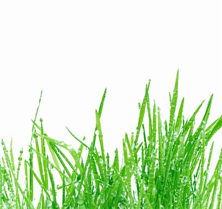simsearch:400-05362449,k - green grass isolated on a white background Stock Photo - Budget Royalty-Free & Subscription, Code: 400-04837705