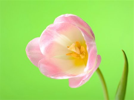 simsearch:649-07648640,k - Beautifu spring pink tulip flower over light green background Stock Photo - Budget Royalty-Free & Subscription, Code: 400-04839036
