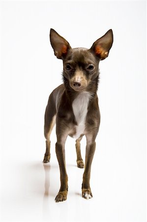 simsearch:400-04312760,k - Picture of a funny curious toy terrier dog looking up. white background Stock Photo - Budget Royalty-Free & Subscription, Code: 400-04839063