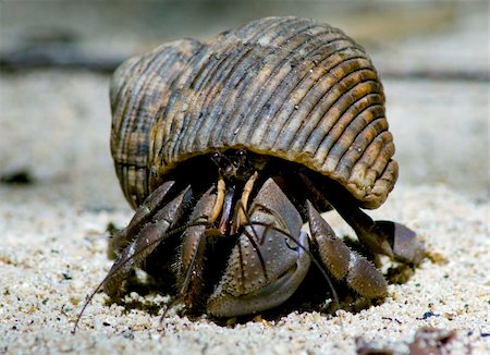 simsearch:400-06137034,k - Hermit crab in its conch on the sand Photographie de stock - Aubaine LD & Abonnement, Code: 400-04839320