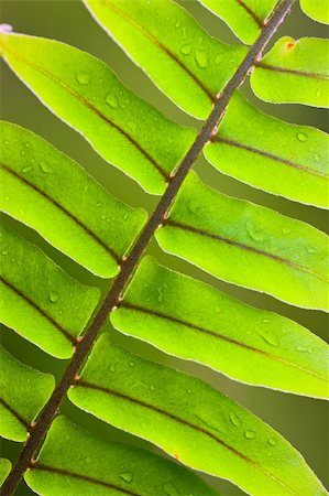 simsearch:400-04701752,k - Beautiful close-up of a lush green fern frond with water droplets Photographie de stock - Aubaine LD & Abonnement, Code: 400-04831125