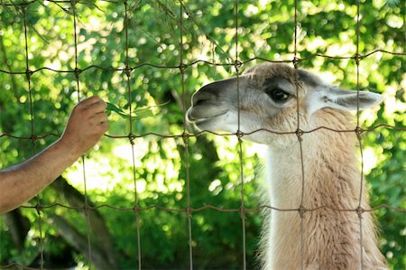 Lama - Vancouver Zoo in BC, Canada Stock Photo - Budget Royalty-Free & Subscription, Code: 400-04832116