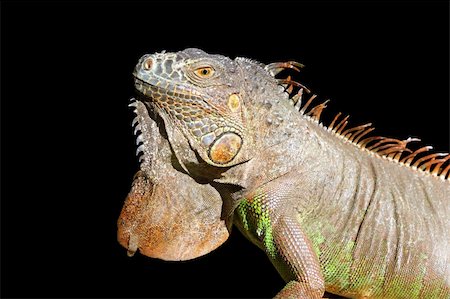 Iguana from mexico profile portrait detail macro head Stock Photo - Budget Royalty-Free & Subscription, Code: 400-04832263