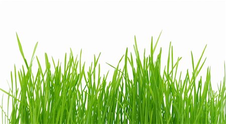 simsearch:400-05362449,k - Isolated green grass on a white background Stock Photo - Budget Royalty-Free & Subscription, Code: 400-04832844