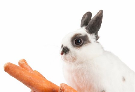 dwarf - rabbit Stock Photo - Budget Royalty-Free & Subscription, Code: 400-04844822