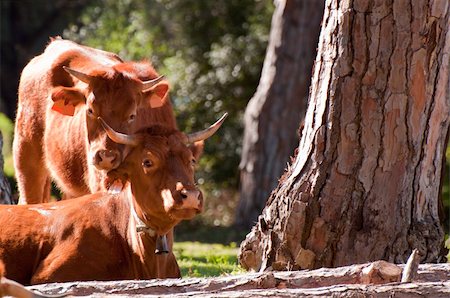 simsearch:400-05323136,k - A pair of Spanish Cows relaxing in the sunshine in southern Spain Foto de stock - Super Valor sin royalties y Suscripción, Código: 400-04845323