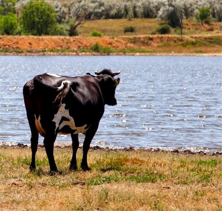 dairy cows with blue eyes - Ukrainian village cows. Stock Photo - Budget Royalty-Free & Subscription, Code: 400-04845529