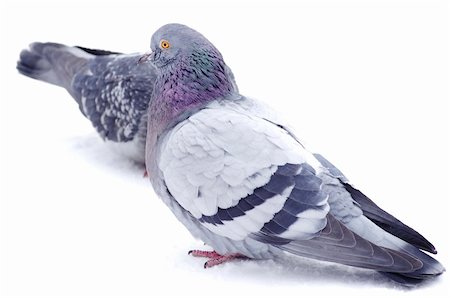 simsearch:400-04604339,k - pigeons isolated on white background Stock Photo - Budget Royalty-Free & Subscription, Code: 400-04846112