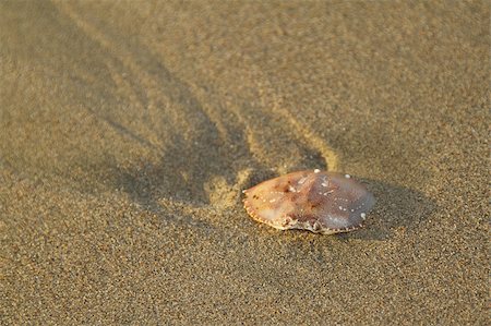 simsearch:400-06137034,k - Empty crab shell on the sand of a beach Photographie de stock - Aubaine LD & Abonnement, Code: 400-04846338