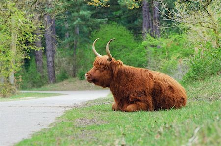 simsearch:400-05135877,k - Kyloe Highland Bull Cow Cattle Scottish Breed Photographie de stock - Aubaine LD & Abonnement, Code: 400-04846817