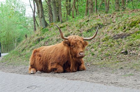 simsearch:400-05135877,k - Kyloe Highland Bull Cow Cattle Scottish Breed Photographie de stock - Aubaine LD & Abonnement, Code: 400-04846820